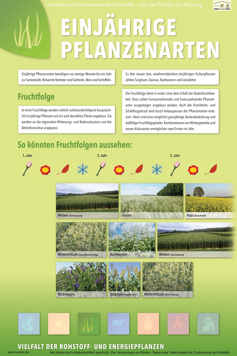 Abteilung 3: Einjährige Pflanzenarten